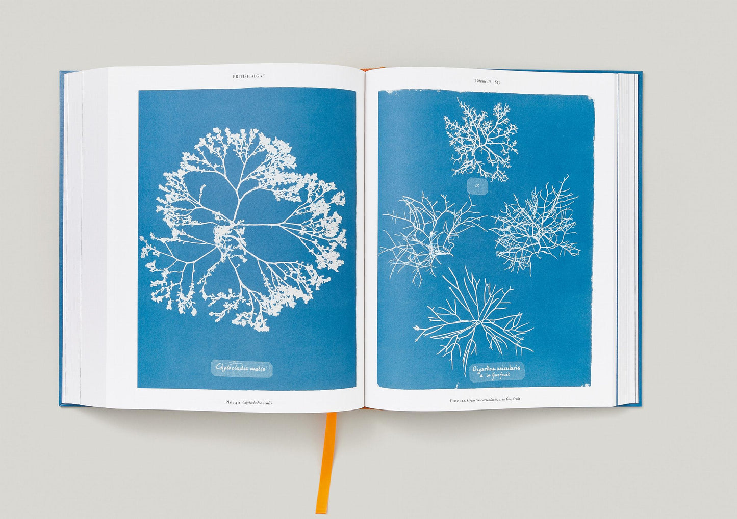 Anna Atkins. Cyanotypes (German, French, English)