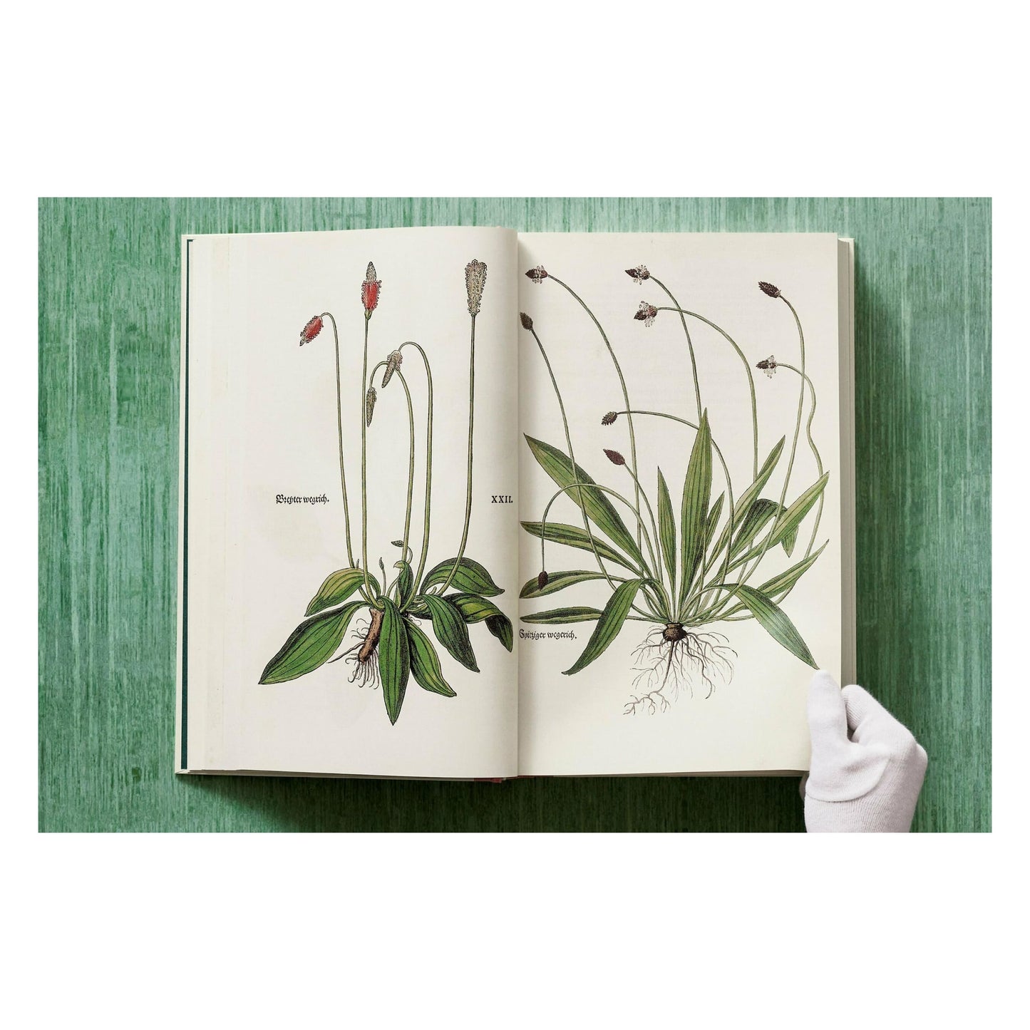 Leonhart Fuchs. The New Herbal (English)