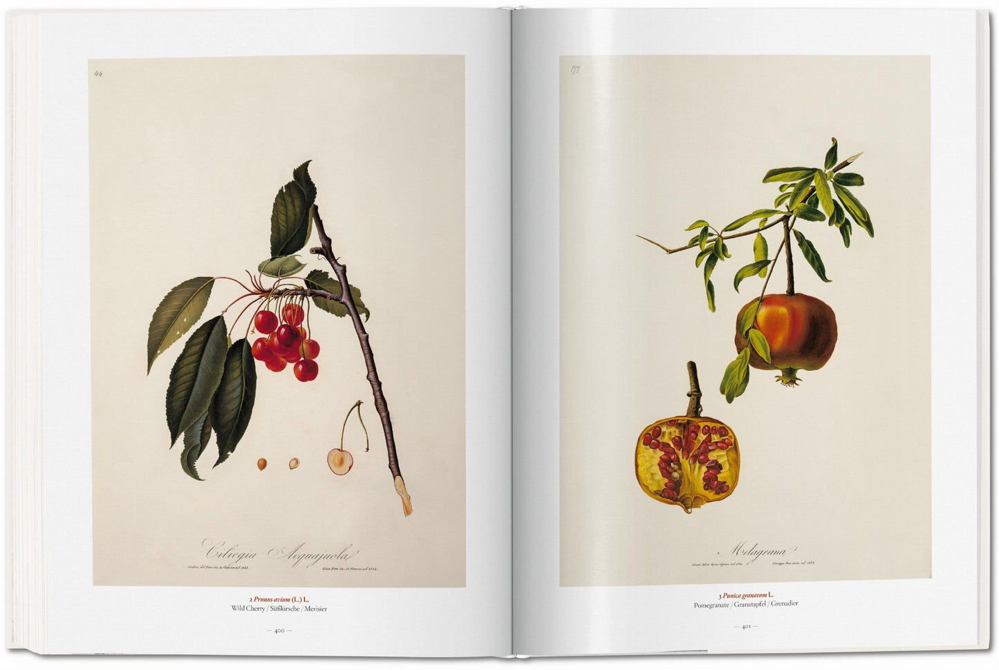 A Garden Eden. Masterpieces of Botanical Illustration (German, French, English)