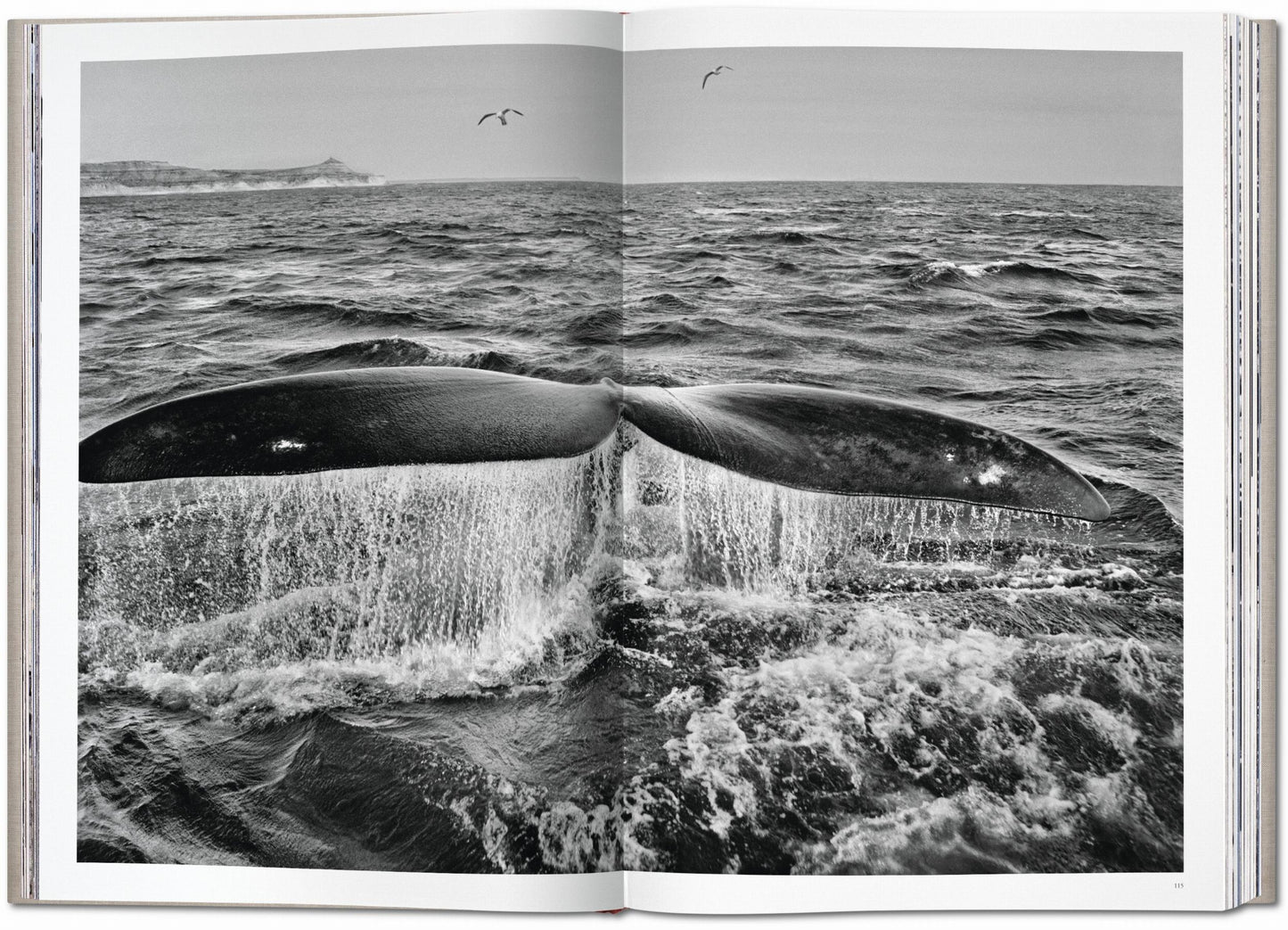 Sebastião Salgado. Genesis (English) (SA)