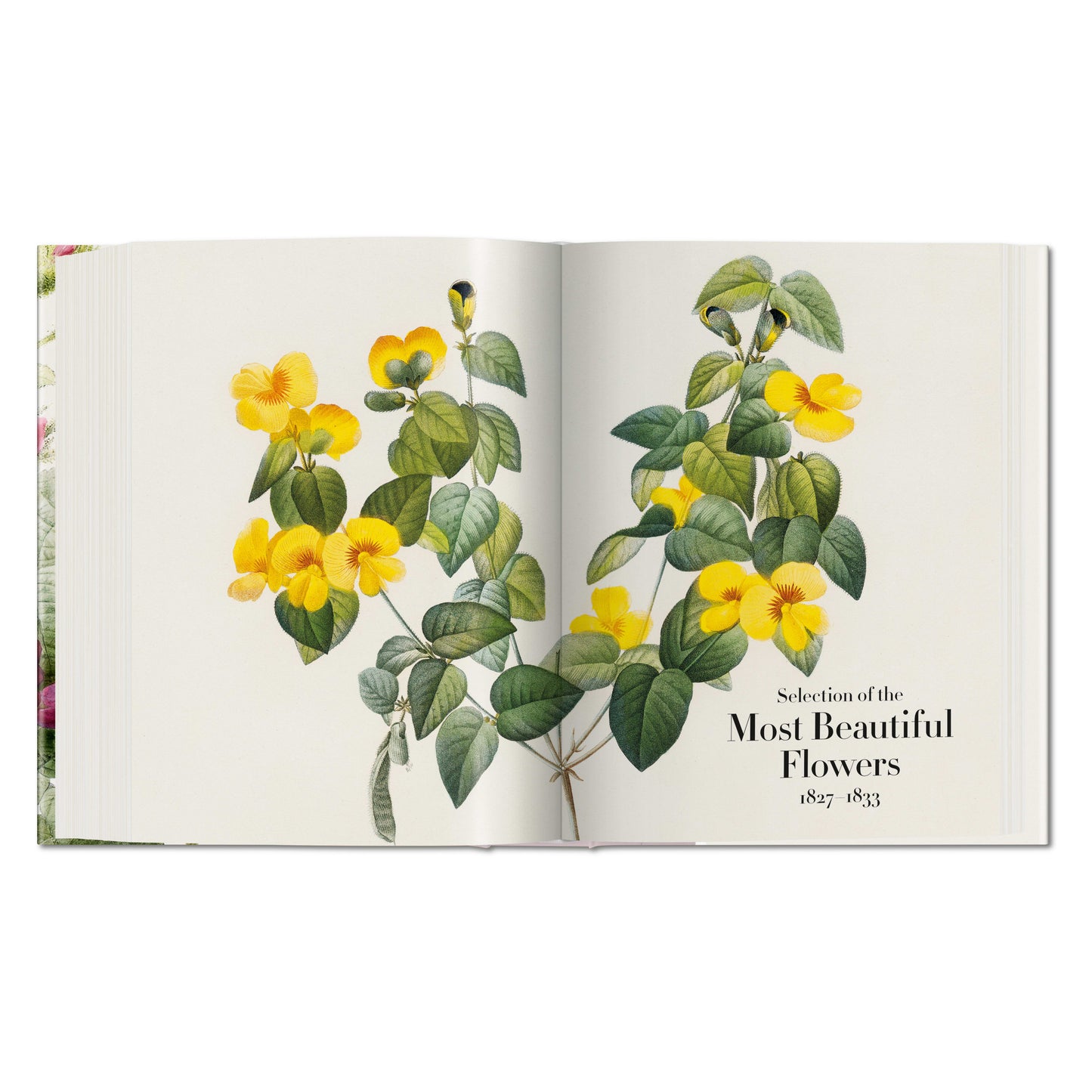 Redouté. The Book of Flowers (German, French, English)