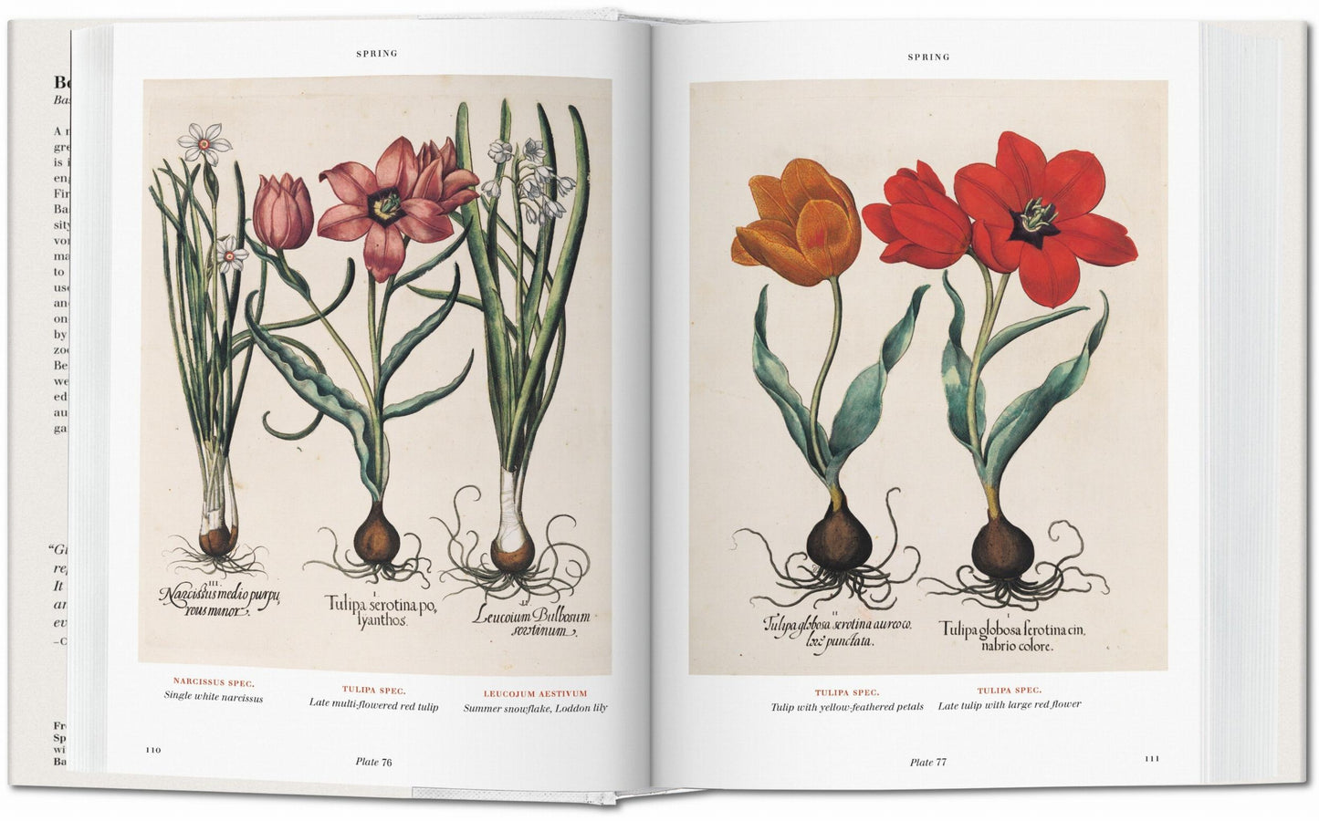 Basilius Besler. Florilegium. The Book of Plants (English)