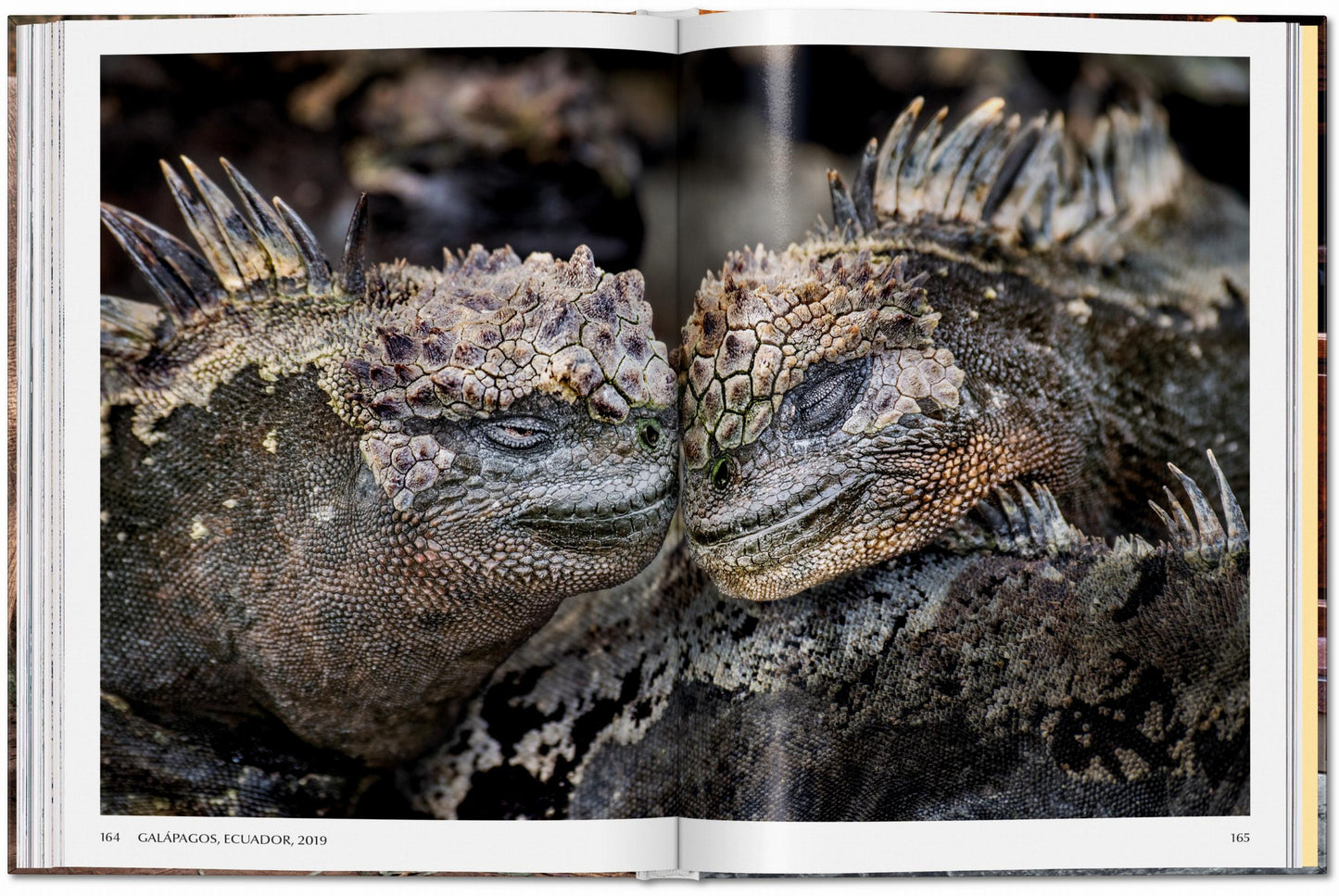 Steve McCurry. Animals (English)