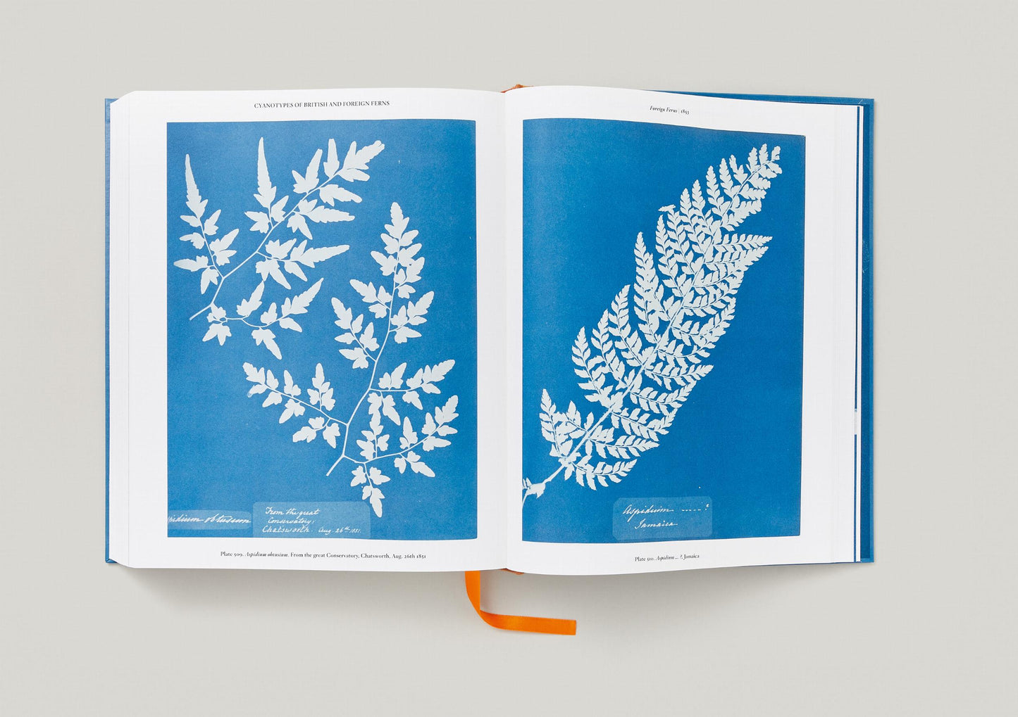 Anna Atkins. Cyanotypes (German, French, English)