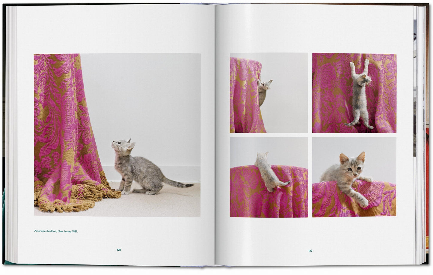 Walter Chandoha. Cats. Photographs 1942–2018 (German, French, English)