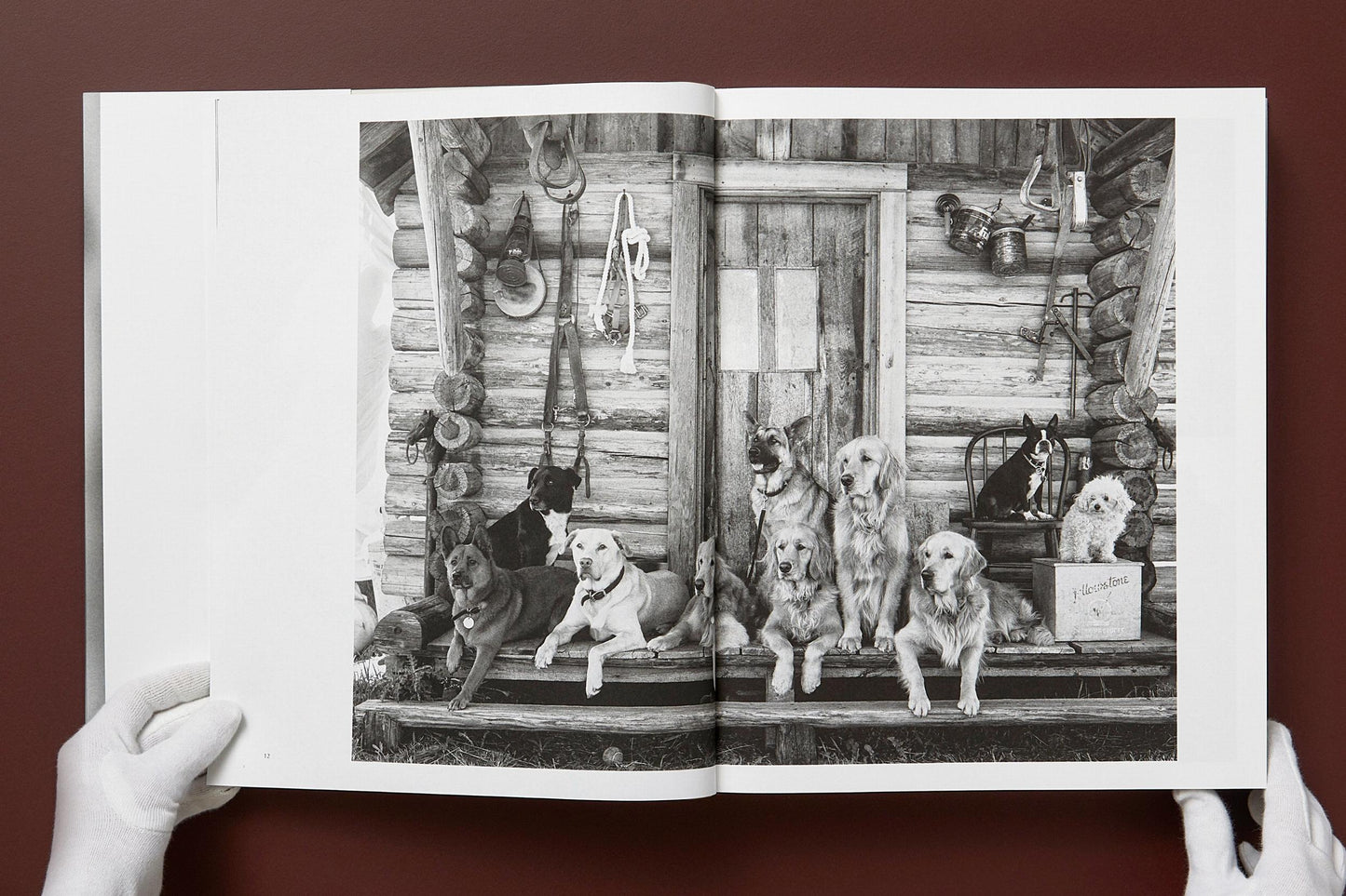 Bruce Weber. The Golden Retriever Photographic Society. Art Edition No. 1–100 ‘Little Bear Ranch, Montana, 1996’ (German, French, English) (SA)