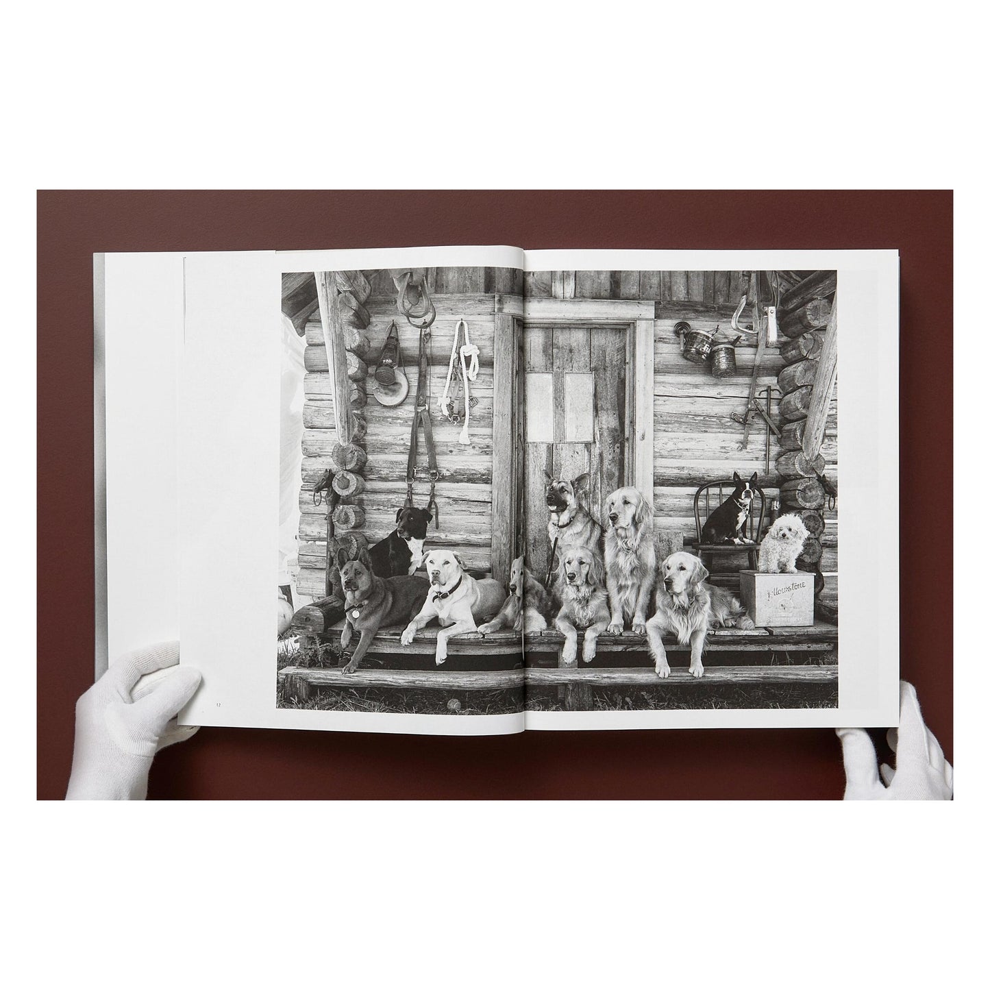 Bruce Weber. The Golden Retriever Photographic Society. Art Edition No. 101–200 ‘Hud, New York City, 2011’ (German, French, English) (AP)