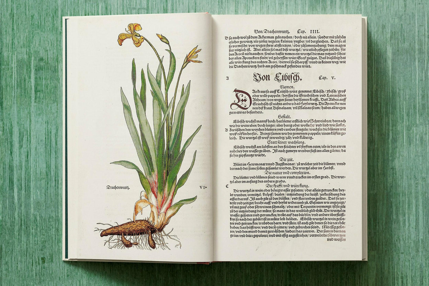 Leonhart Fuchs. The New Herbal (English)