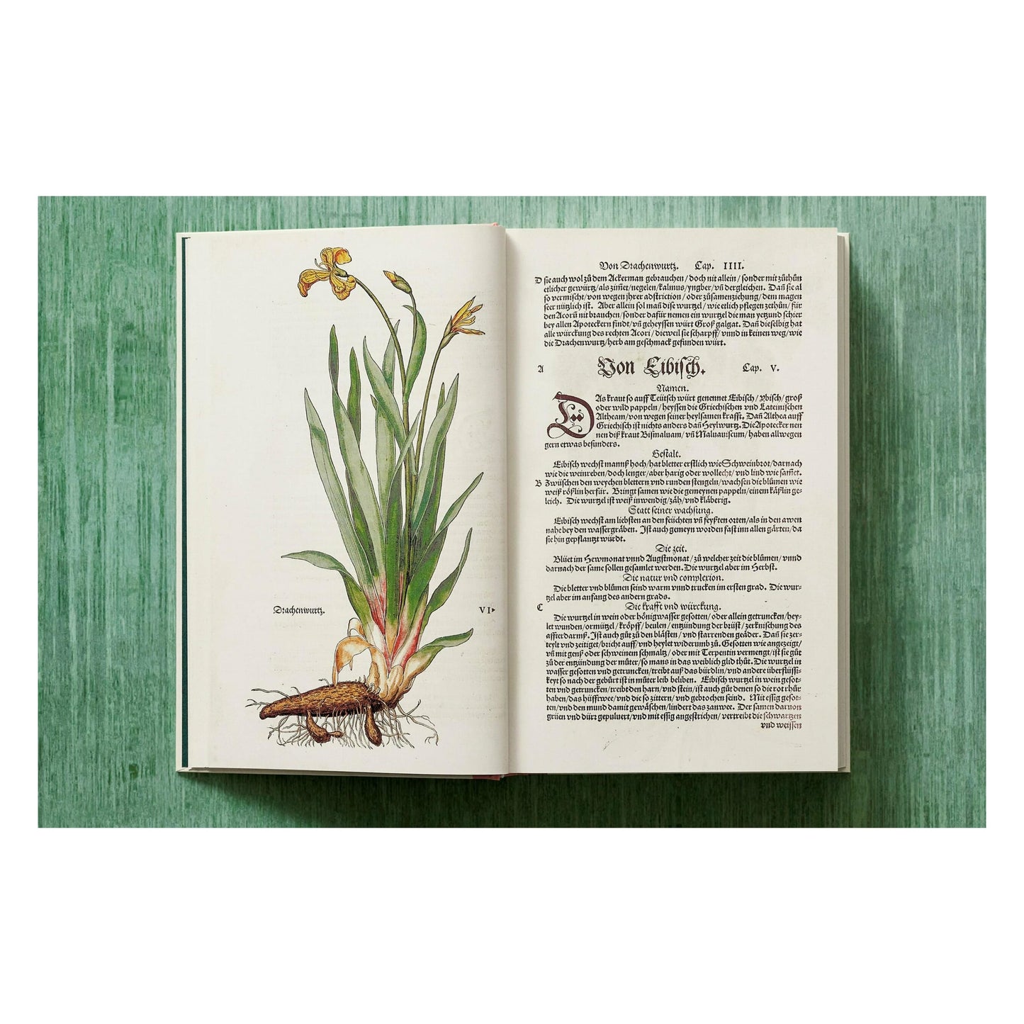 Leonhart Fuchs. The New Herbal (English)