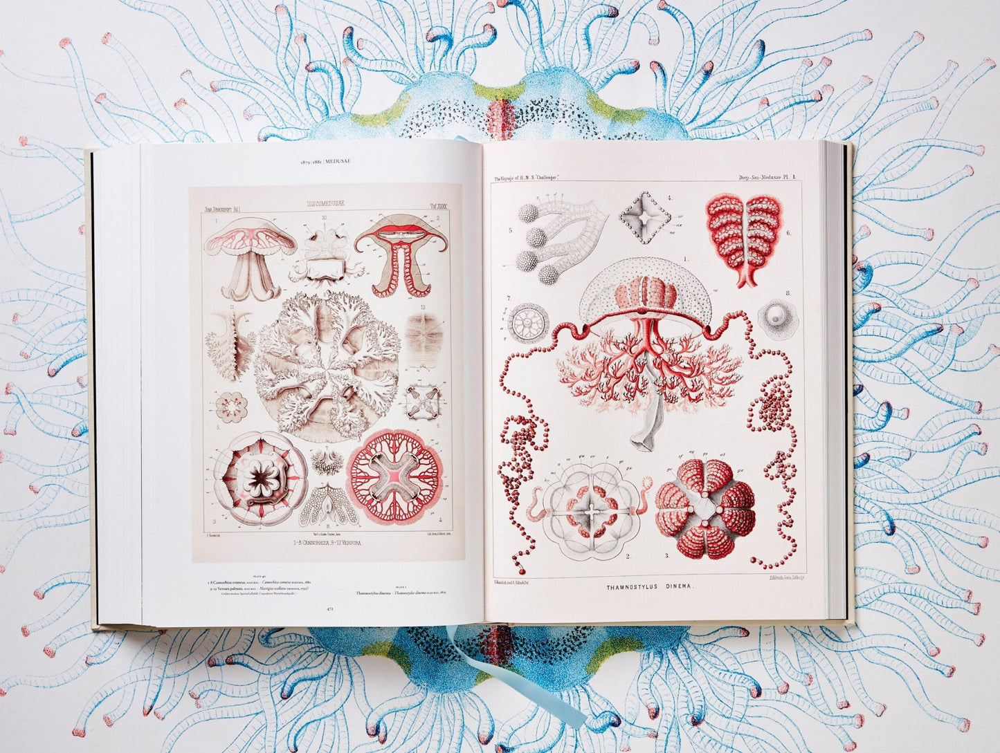 The Art and Science of Ernst Haeckel (German, French, English)